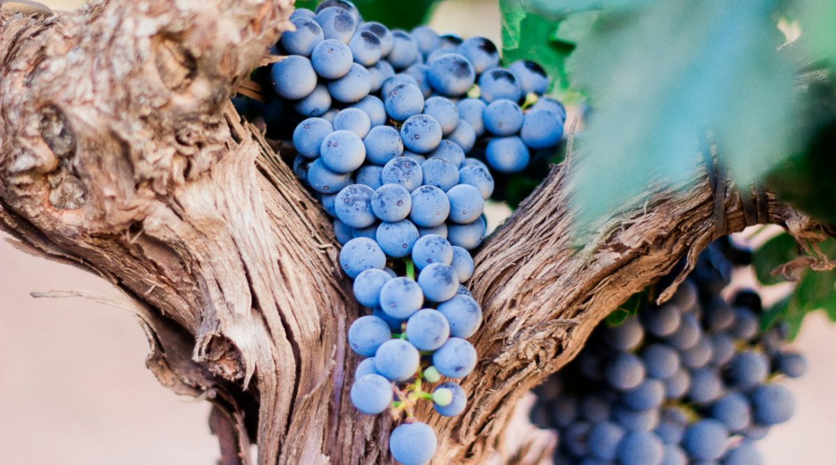 A Look at the Fruits of the Holy Spirit