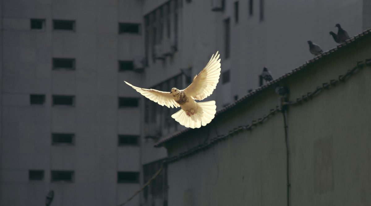 Healing and the Holy Spirit