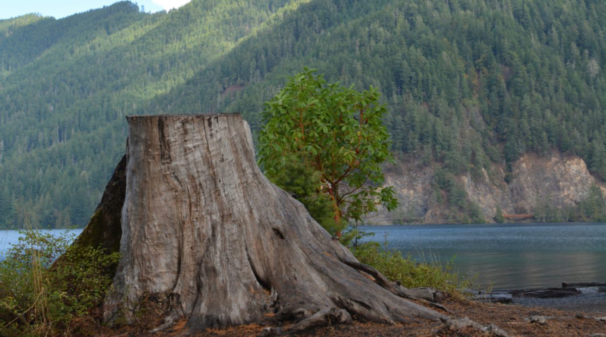 God Has a Penchant for Stumps