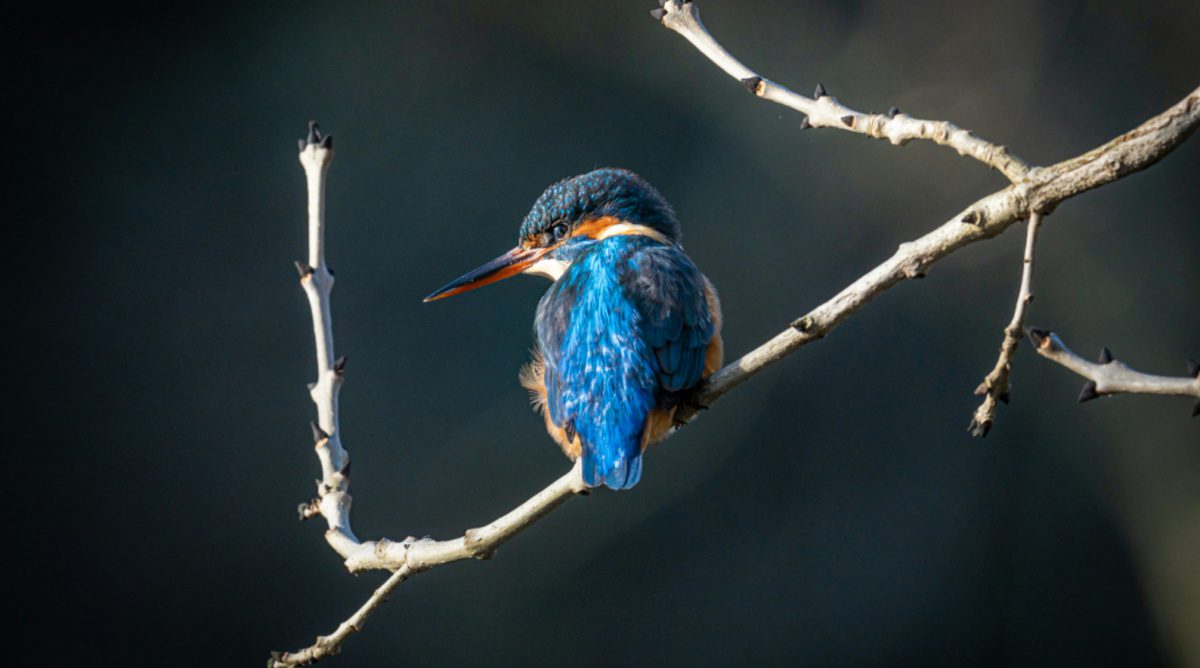 The Scandal of Particularity: God’s Love For Us