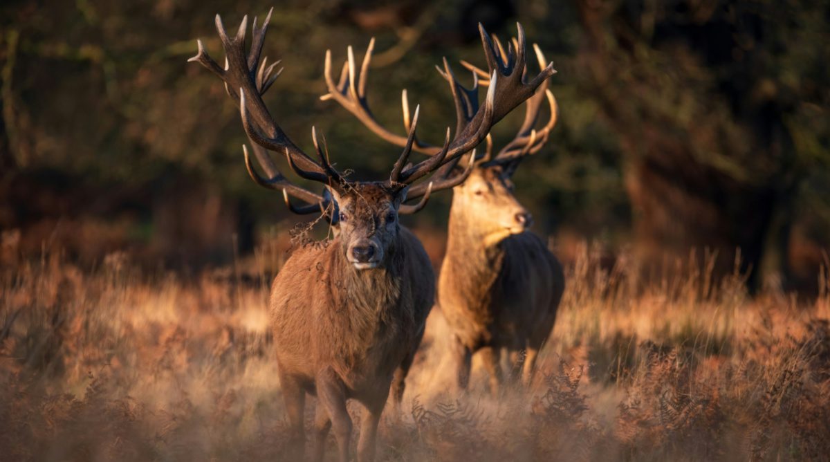 Tripping Over Miracles : A Reflection On Rule 3 From St. Ignatius’ First Week Rules For Discernment Of Spirits